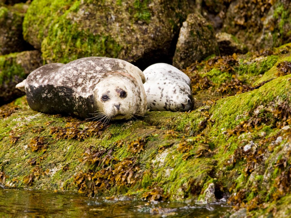 Ucluelet Cabin Cruiser Whale Watching | Jamie's Whaling Station