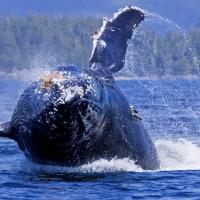 Ucluelet Whale Watching Tours | Jamie's Whaling Station, Ucluelet B.C.