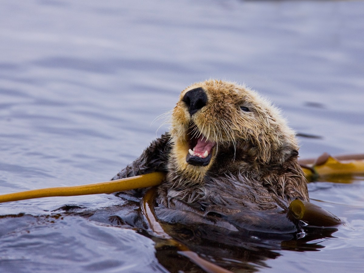 Tofino Sea Otter Watching Tour | Jamie's Whaling Station